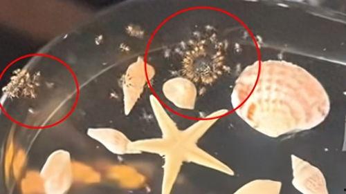 虫子最新爆料,揭秘娱乐圈惊天大事件! 第1张 虫子最新爆料,揭秘娱乐圈惊天大事件! 第1张